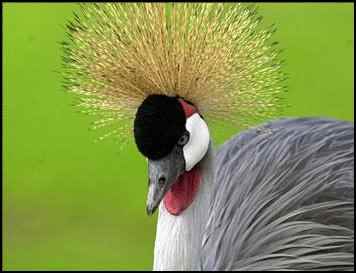 black crowned crane